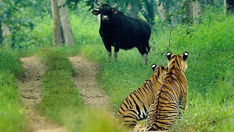 Topslip tour package from Chennai, Chennai to Topslip holiday package, Topslip car rental from Chennai